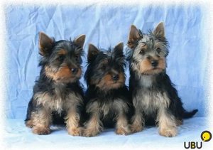 Щенки австралийского терьера