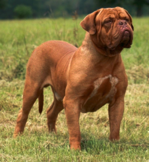 Содержание породы