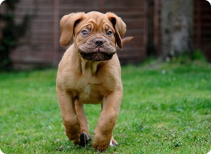 Как воспитывать бордоских догов