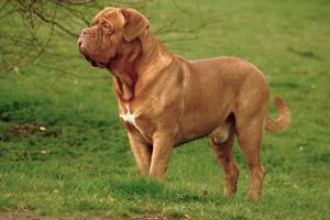 Бордоские доги