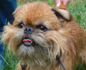 Бельгийский гриффон: принятые стандарты