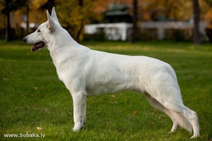 Внешние данные швейцарской белой овчарки