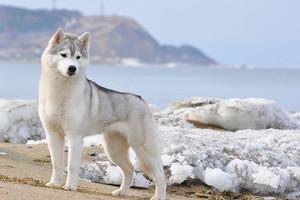 Как кормить хаски