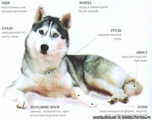 Характер сахалинского хаски