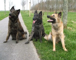 Три голландских овчарки разного окраса