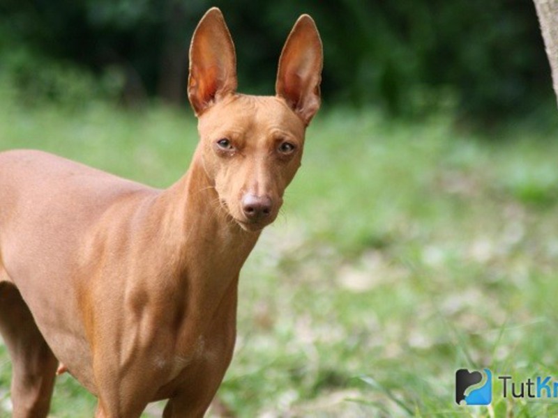 Описание породы Стандарты борзой