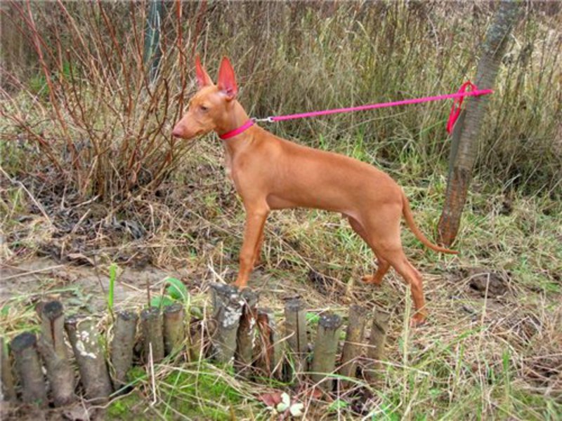 Описанеи породы- Сицилийская борзая Кормление чирнеко дель этна