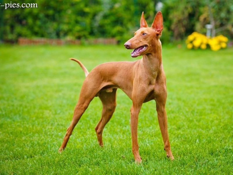 Если рассматривать Сицилийских борзых Собаки чирнеко дель этна