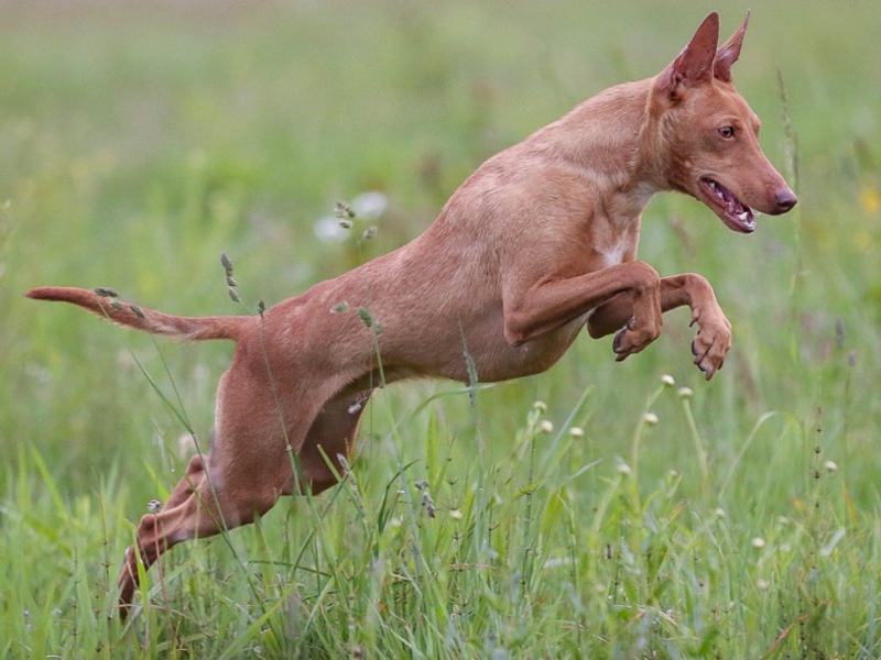 Чирнеко Дель Этна Как ухаживать ща собакой
