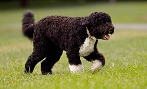 Нрав собаки водяной португальской породы