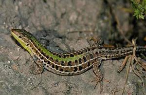 Разновидности ящериц