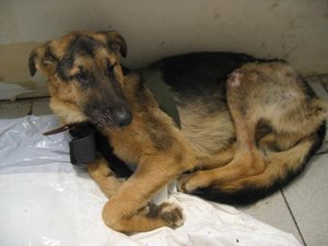 Чума плотоядных как проявляется 