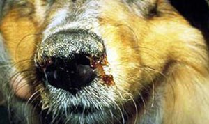 Как вылечить собак от чумки