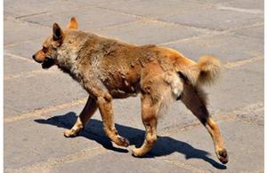 Чем лечить чумку у собак