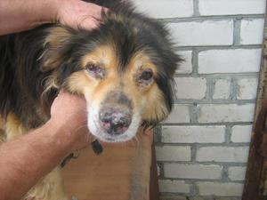 Как вылечить собак от чумы