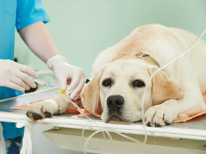 Препарат воздействует на почечную систему и может вызвать обезвоживание