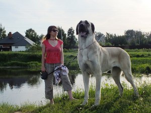 Правила содержания турецкого кангала