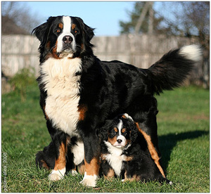 Особенность породы Бернский зенненхунд