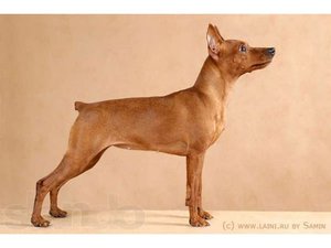 Собаки породы цвергпинчер