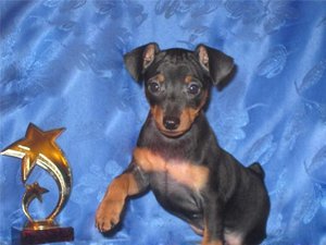 Миниатюрный пинчер с выставки