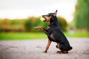 Цвергпинчер нуждается в правильной дрессировке
