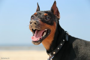 Цвергпинчер испачкался фото крупно