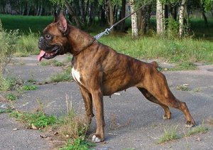 Отдых и прогулки немецкого боксера