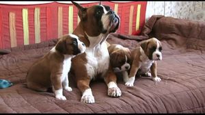 Немецкого боксера щенки 