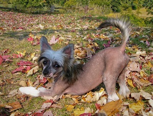 Дрессировка собак китайской хохлатой породы 