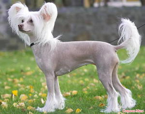 Заболевания китайской хохлатой собаки