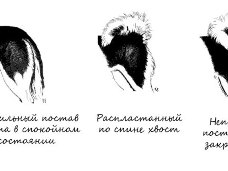 Хвост хаски