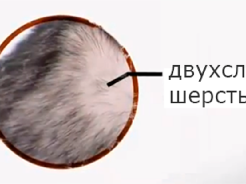 Шерсть хаски