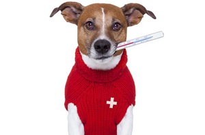 Повышение температуры у собак