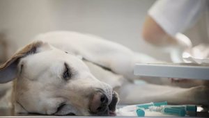 Причины вторичной эпилепсия у собаки