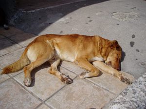 Виды эпилептических приступов