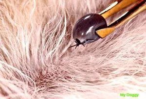 Признаки пироплазмоза у собак 