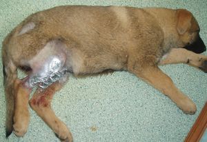 Травматический энтероколит у собак-лечение