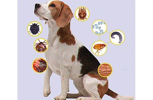 Собачьи болезни