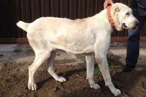 Дисплазия  в  суставах собак