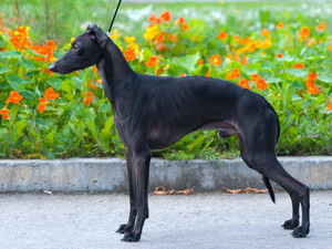 Как правильно ухаживать за лавретками