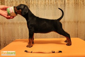 Немецкий пинчер