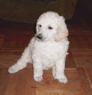 Королевский пудель маленький щенок