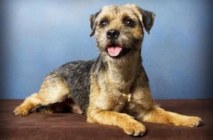 Бордер-терьер улыбается