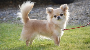 Чихуахуа гуляет