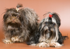 Симпатичные русские цветные болонки