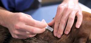 Как работает Фронтлайн