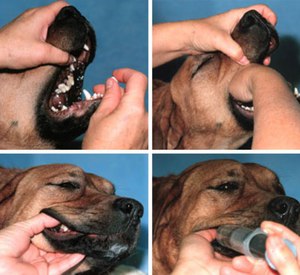 Таблетки от глистов собаке