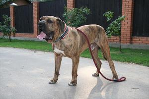 Бразильский фила