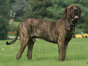 Как выглядит фила бразилейро