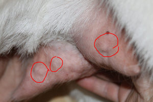 Как лечить мастит